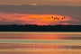 2-fliegende-Graugaense-Silhouette-Abendrot-Sonnenuntergang-Steinhuder-Meer-Panorama-A_NIK500_3806a