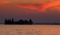 Landschaftsfotos-Naturfotos-fliegende-Voegel-Wasservoegel-Morgenrot-Morgenstimmung-Westenmeer-Winzlar-Steinhuder Meer-Naturpark-7-B_MG_8728-1