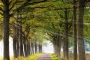Gelderland-Sonnenstrahlen-Allee-Baum-Baeume-Herbst-Niederlande-C_NIK_1124c Kopie