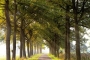 Gelderland-Sonnenstrahlen-Allee-Baum-Baeume-Herbst-Niederlande-C_NIK_1130b Kopie