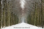 Gelderland-Winter-Alleen-Baum-Baeume-Schnee-Niederlande-C_NIK_7736a Kopie