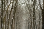 Gelderland-Winter-Alleen-Baum-Baeume-Schnee-Niederlande-C_NIK_7777 Kopie
