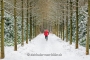 Gelderland-Winter-Alleen-Jogging-Jogger-Fitness-laufen-Laeufer-Baum-Baeume-Schnee-Niederlande-C_NIK_7918a Kopie