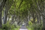 dark-hedges-giants-causeway-allee-maerchenwald-mystische-baeume-Irland-A_NIK4626a
