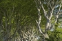 dark-hedges-giants-causeway-allee-maerchenwald-mystische-baeume-Irland-A_SAM4306a