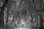 dark-hedges-giants-paar-silhouette-nebel-dunst-causeway-allee-maerchenwald-mystische-baeume-Irland-A_NIK4626sw