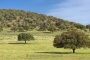 landschaft-Extremadura-Dehesas-baum-baeume-Spanien-A_DSC9436a