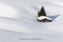 landschaft-dolomiten-huette-tanne-verschneit-eingeschneit-suedtirol-winter-schnee-landschaft-Italien-B_MG_2219
