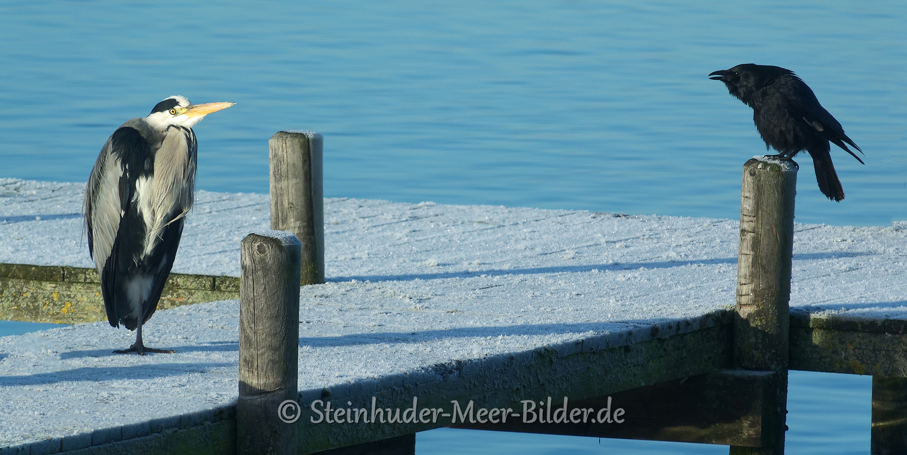graureiher-kraehe-vogel-voegel--winter-steinhuder-meer-eis-schnee-zugefroren-eisdecke-naturpark-naturraum-region-RX_00555